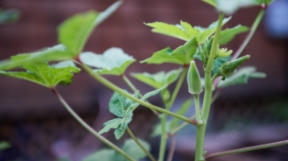 Okra growing on a plant