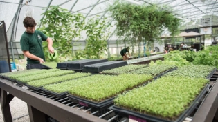 Trays of microgreens sit on tables in the greenhouse at Gyo Greens Farm in ponte vedra 