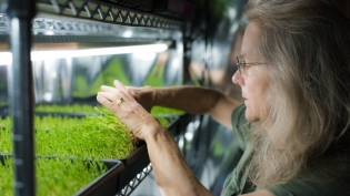 Lynn Wettach checking microgreens at Veggie Confetti