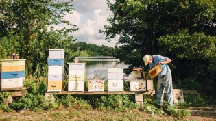 Beekeeper tending hives in florida