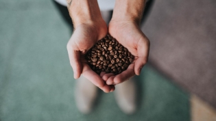 hands holding Coffee beans